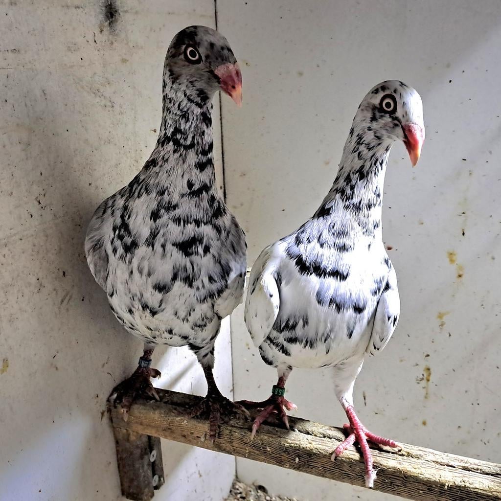 Koppels deense tuimelaars, Dieren en Toebehoren, Meerdere dieren, Overige soorten