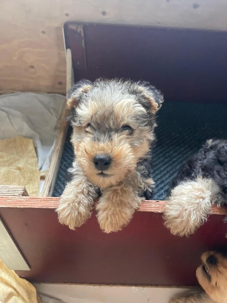 Te koop : Lakeland Terrier pups+stamboom -Nog 1 beschikbaar, Reu, 8 tot 15 weken, Meerdere, Nederland