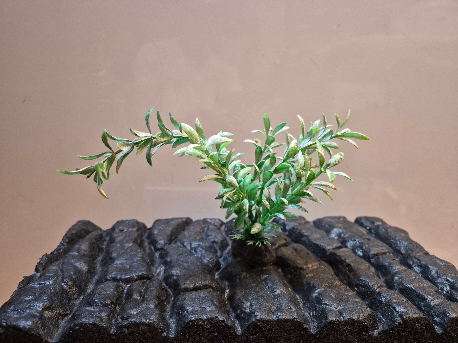 aquarium plantjes, Dieren en Toebehoren, Ophalen of Verzenden, Zo goed als nieuw, Plant(en), Steen of Hout