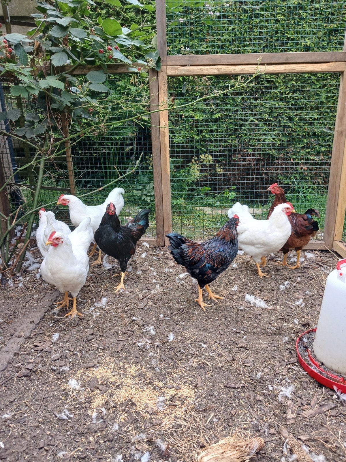 barnevelder kriel haan, Dieren en Toebehoren, Pluimvee, Mannelijk, Kip