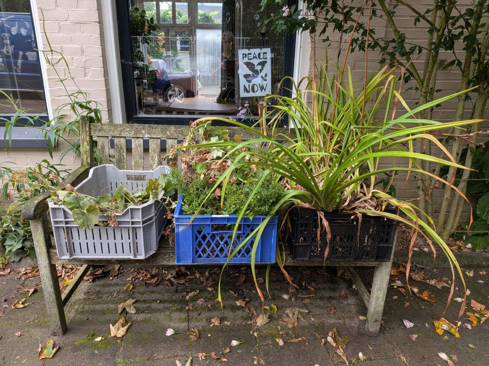 gratis stekken tuinplanten op=op, Ophalen, Overige soorten, Volle zon