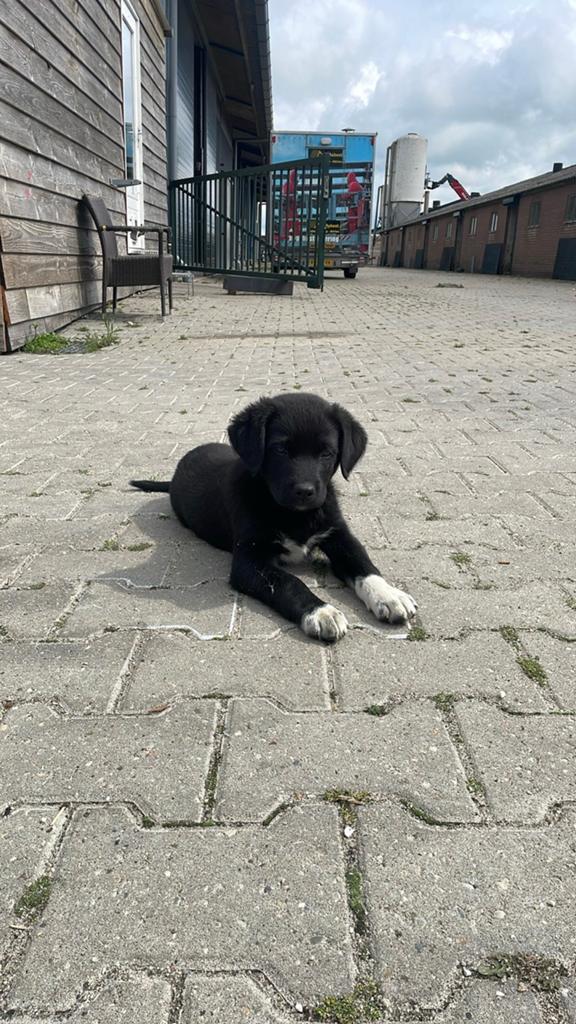 Labrador-Friese Stabij pup  - reu- LAATSTE!, 8 tot 15 weken, Parvo, Meerdere, Meerdere dieren