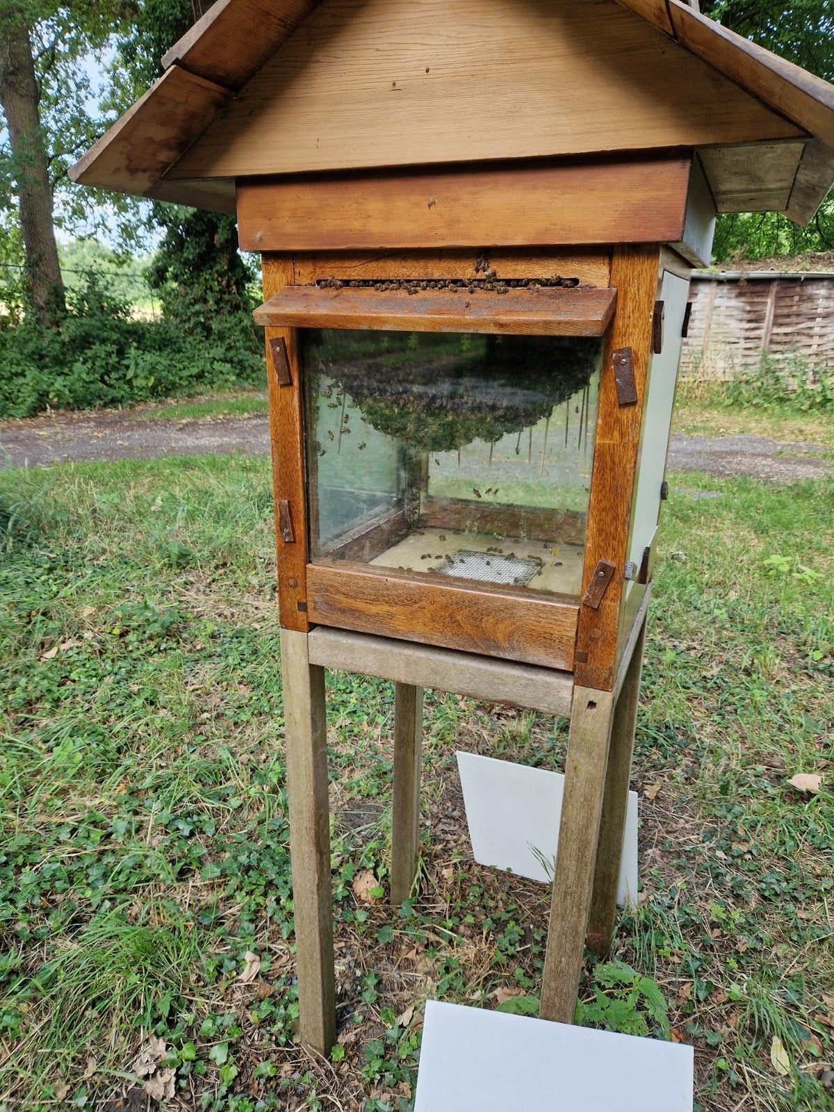 TE KOOP VITRINEKAST RED CEDER., Bijen