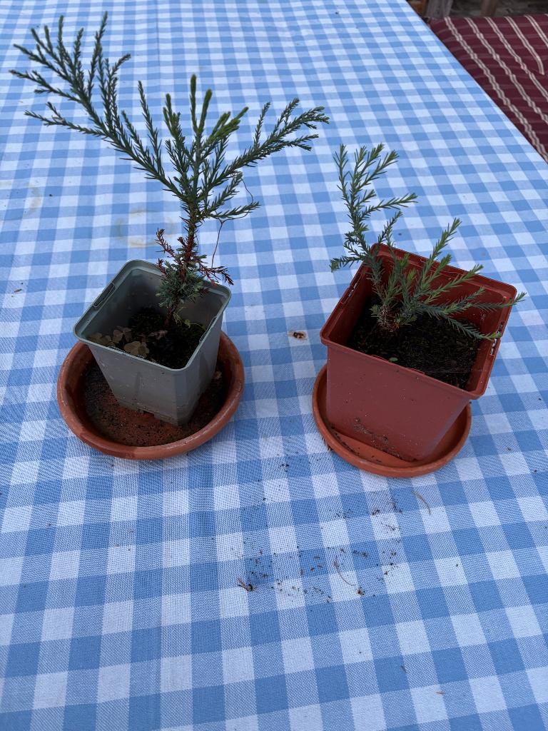 Mammoetboom voor bonsai, Tuin en Terras, Planten | Bomen, Bloeit niet, Halfschaduw, Minder dan 100 cm, Overige soorten