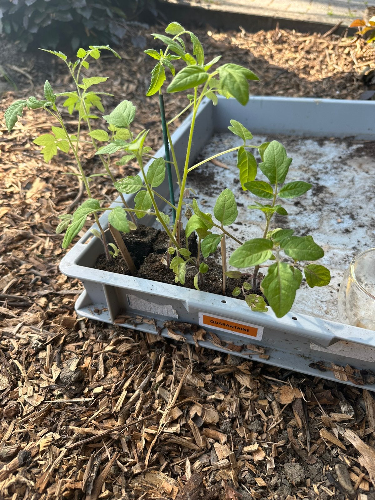 Cherry tomaat, Ophalen, Eenjarig, Groenteplanten, Volle zon