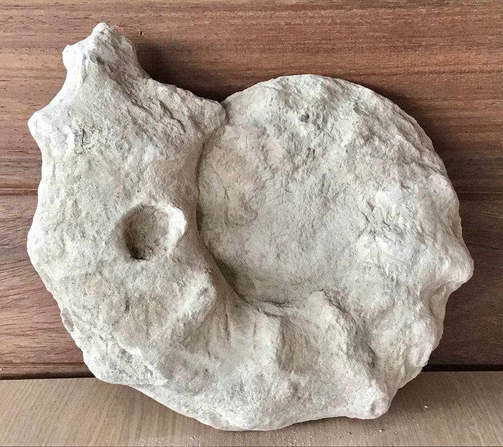 Ammoniet uit het krijt tijdperk -28 x 22 x 12 cm - 7,745 kg., Verzamelen, Mineralen en Fossielen, Ophalen of Verzenden, Fossiel