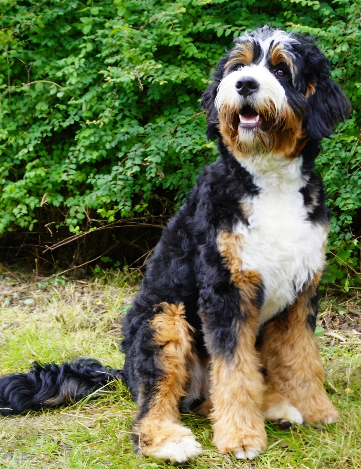 Krassenberg's Bernedoodles heeft de wachtlijst geopend!!, Parvo, Nederland, Overige rassen, 8 tot 15 weken