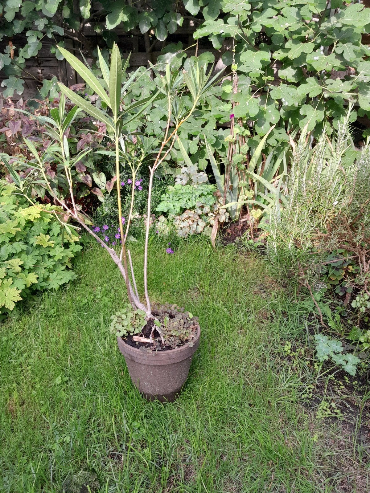 Grote Oleander - ca. 1,50 m hoog, Tuin en Terras, Overige soorten, Volle zon, Vaste plant, Ophalen of Verzenden
