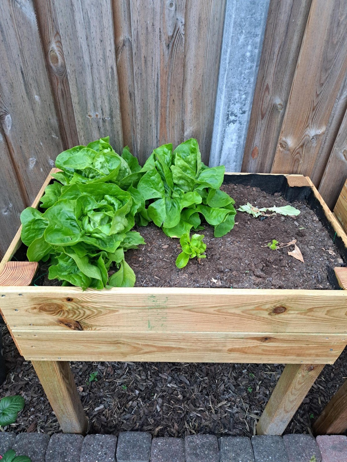 Kweekbak Bloembak moestuinbak, Ophalen, Nieuw, Rechthoekig, Hout