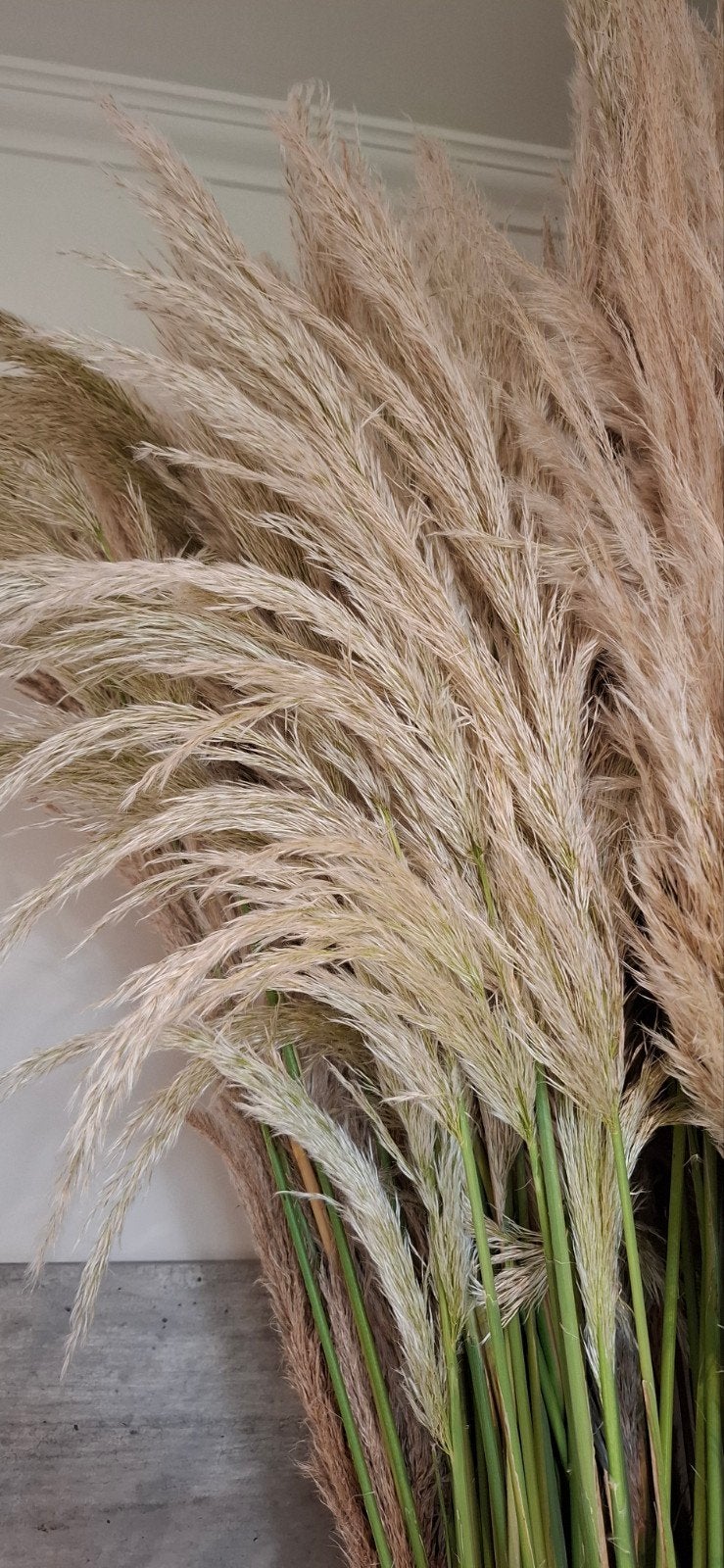 Siergraspluimen / Pampaspluimen droogbloemen voor decoratie, Tuin en Terras, Ophalen, Volle zon, Vaste plant, Siergrassen