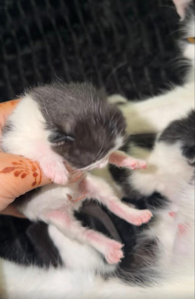 twee kittens beschikbaar, gelijk ophalen mogelijk zijn nu 12, Dieren en Toebehoren, Katten en Kittens | Overige Katten, Meerdere dieren