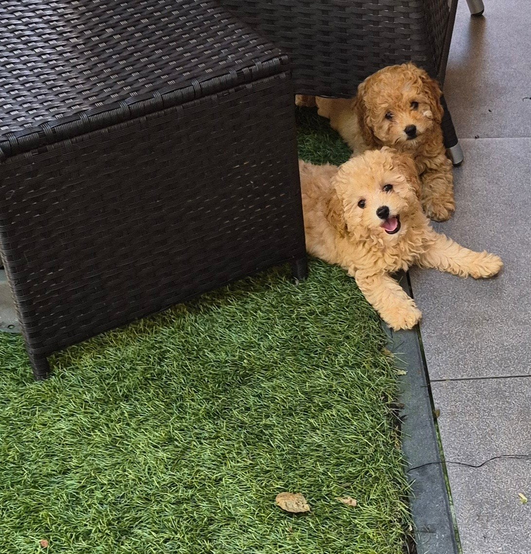 Toypoedel ras . Nog 2 teefjes Mogen gelijk mee, Poedel, Parvo, 8 tot 15 weken, Meerdere
