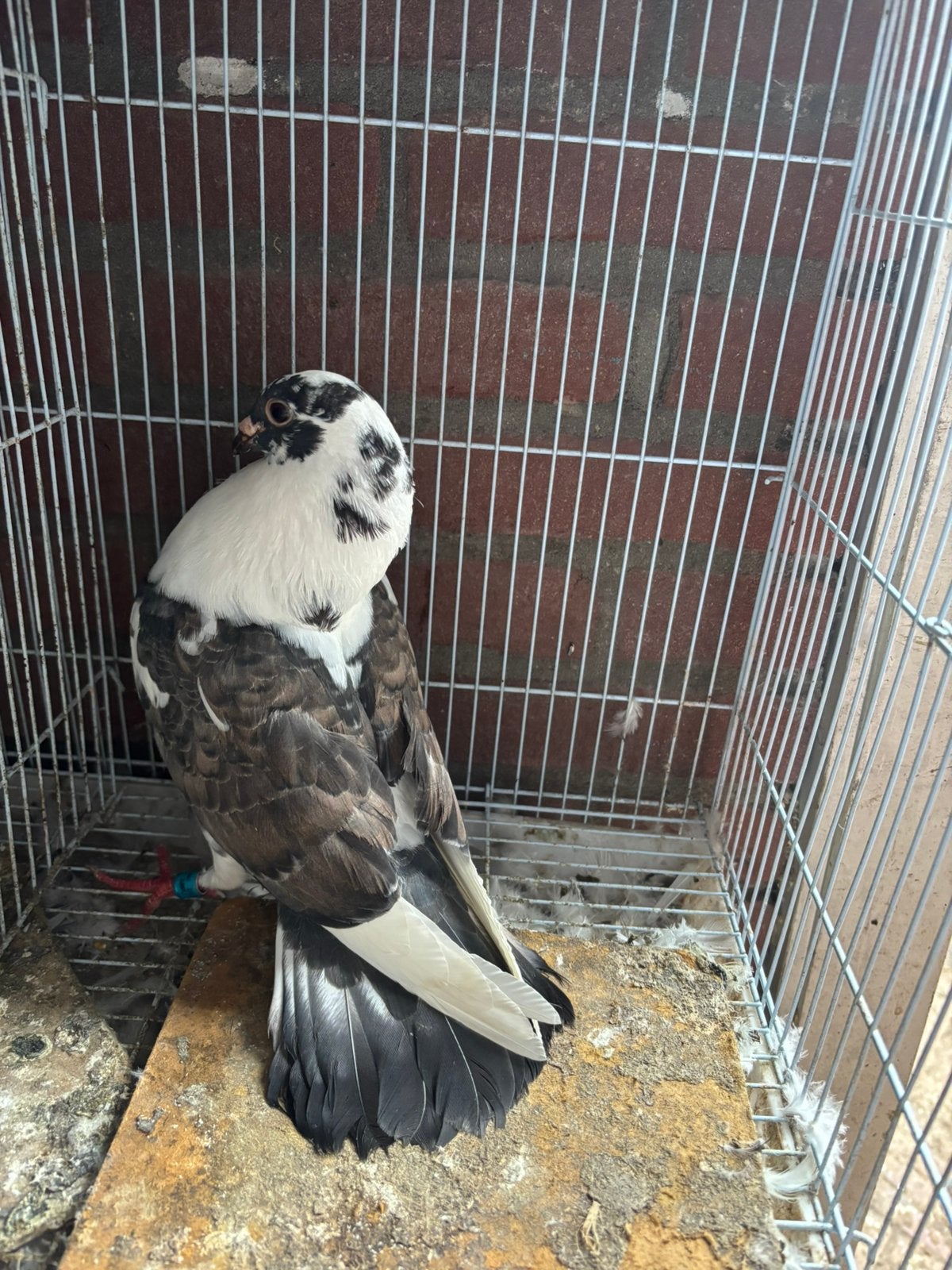 moroncelo jong, Dieren en Toebehoren, Vogels | Duiven, Vrouwelijk, Postduif