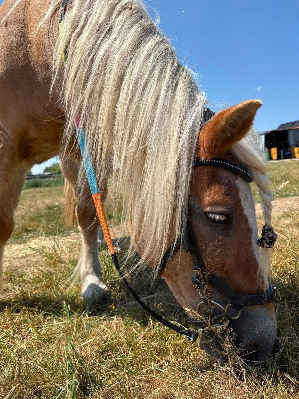 Lieve familie pony, Dieren en Toebehoren, Pony's, Merrie
