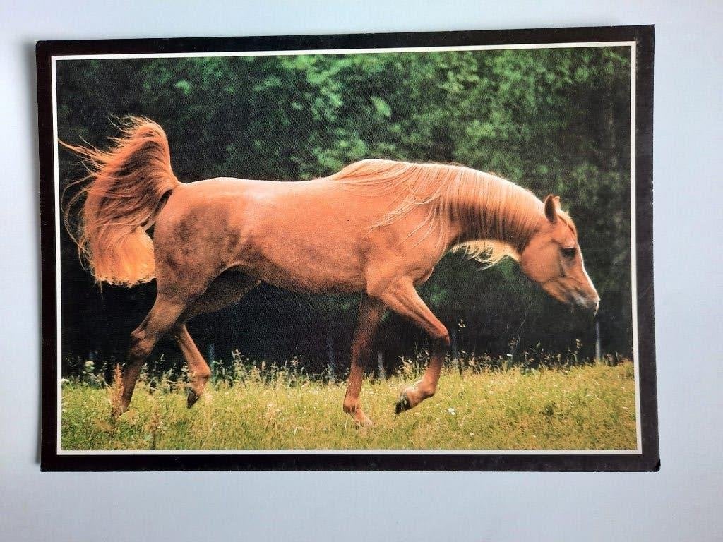 ansichtkaarten paard veulen Arabier, Ophalen, 1980 tot heden, Ongelopen, Paard