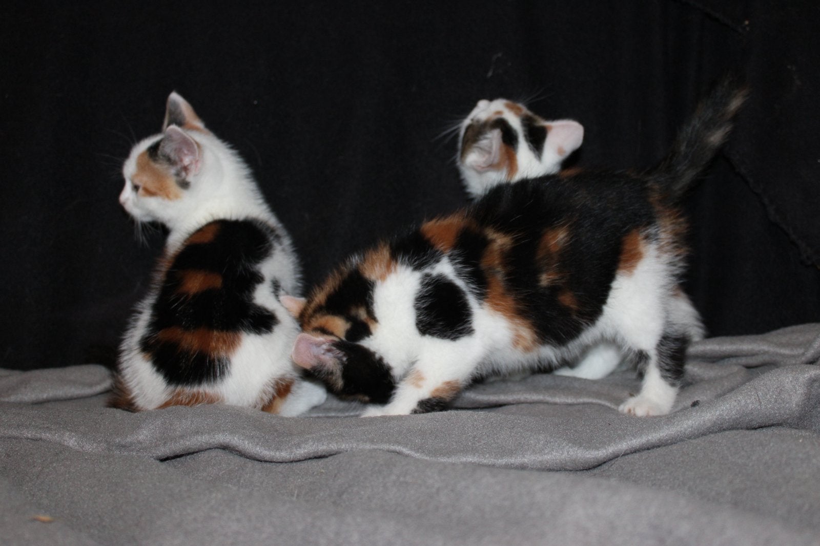 Foto 5 van Leuke kittens