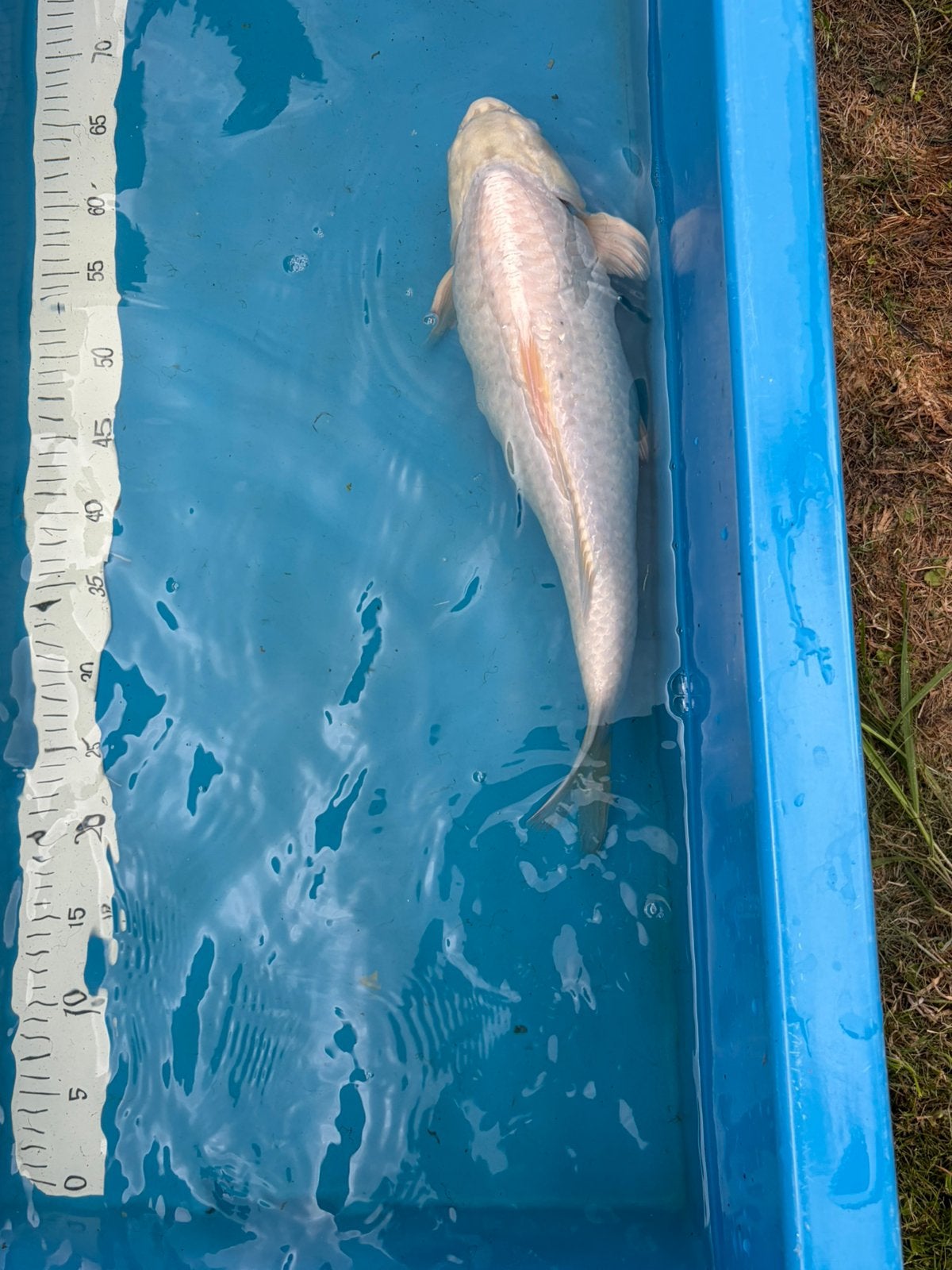 Mooie witte koi karper, Dieren en Toebehoren, Vissen | Vijvervissen, Karper of Koi