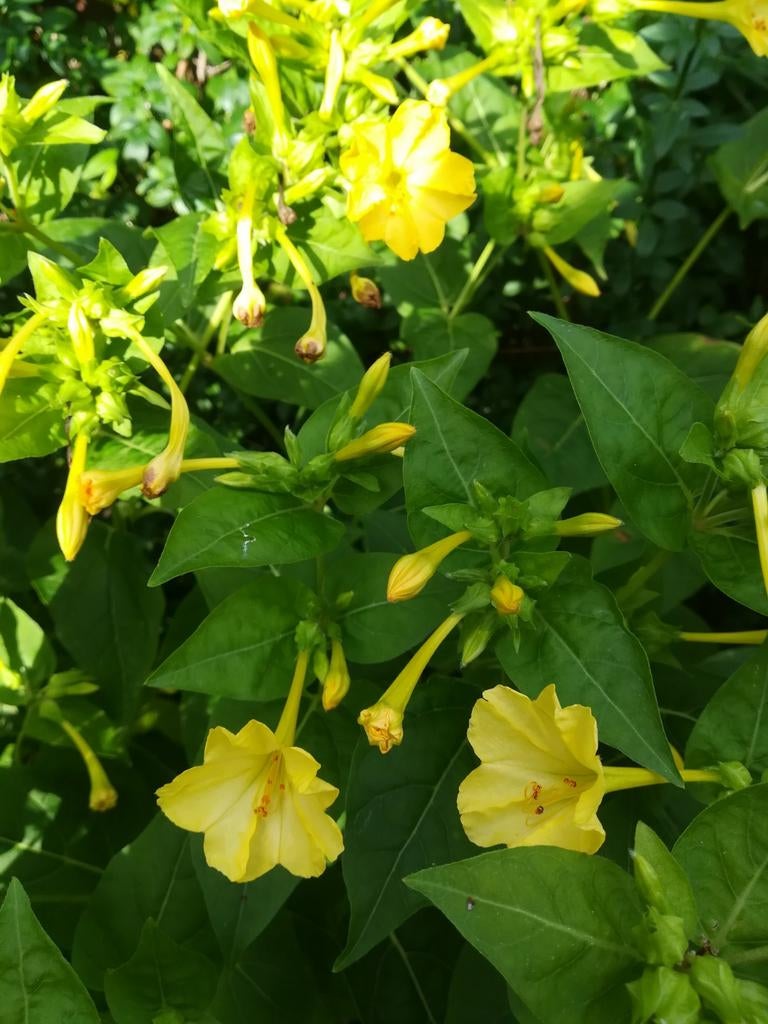 Nachtschone Mix Geel/Rood/Roze zaden, Mirabilis jalapa, Verzenden, Volle zon
