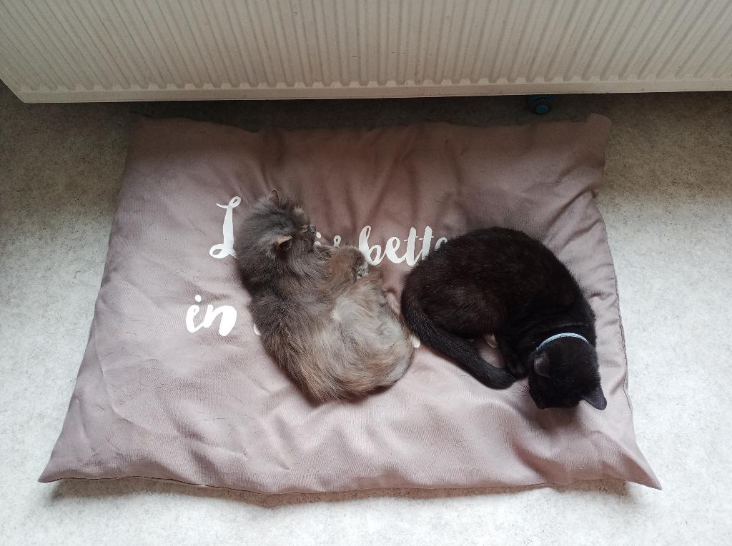 Katten oppas aan huis gezocht, Poes, Gechipt, 6 jaar of ouder