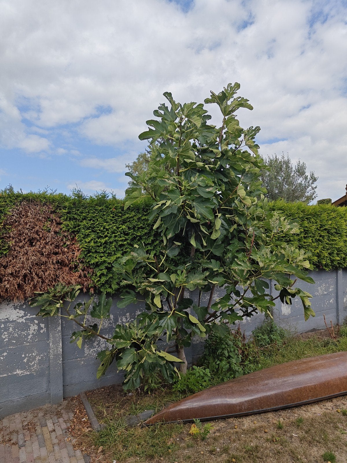 Grote Vijgenboom (3m) - Zelf uitgraven, Tuin en Terras, Planten | Bomen, Overige soorten, 250 tot 400 cm, Zomer, Ophalen