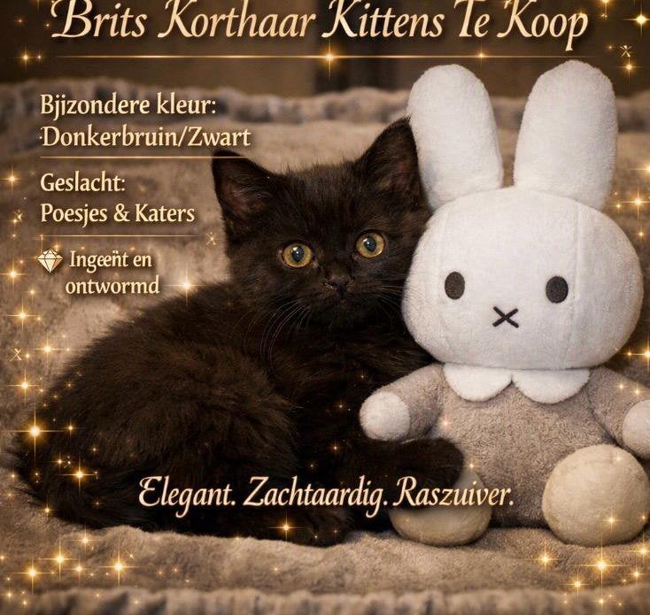 Britse korthaar kittens, Dieren en Toebehoren, Katten en Kittens | Raskatten | Korthaar, Meerdere dieren, Ingeënt