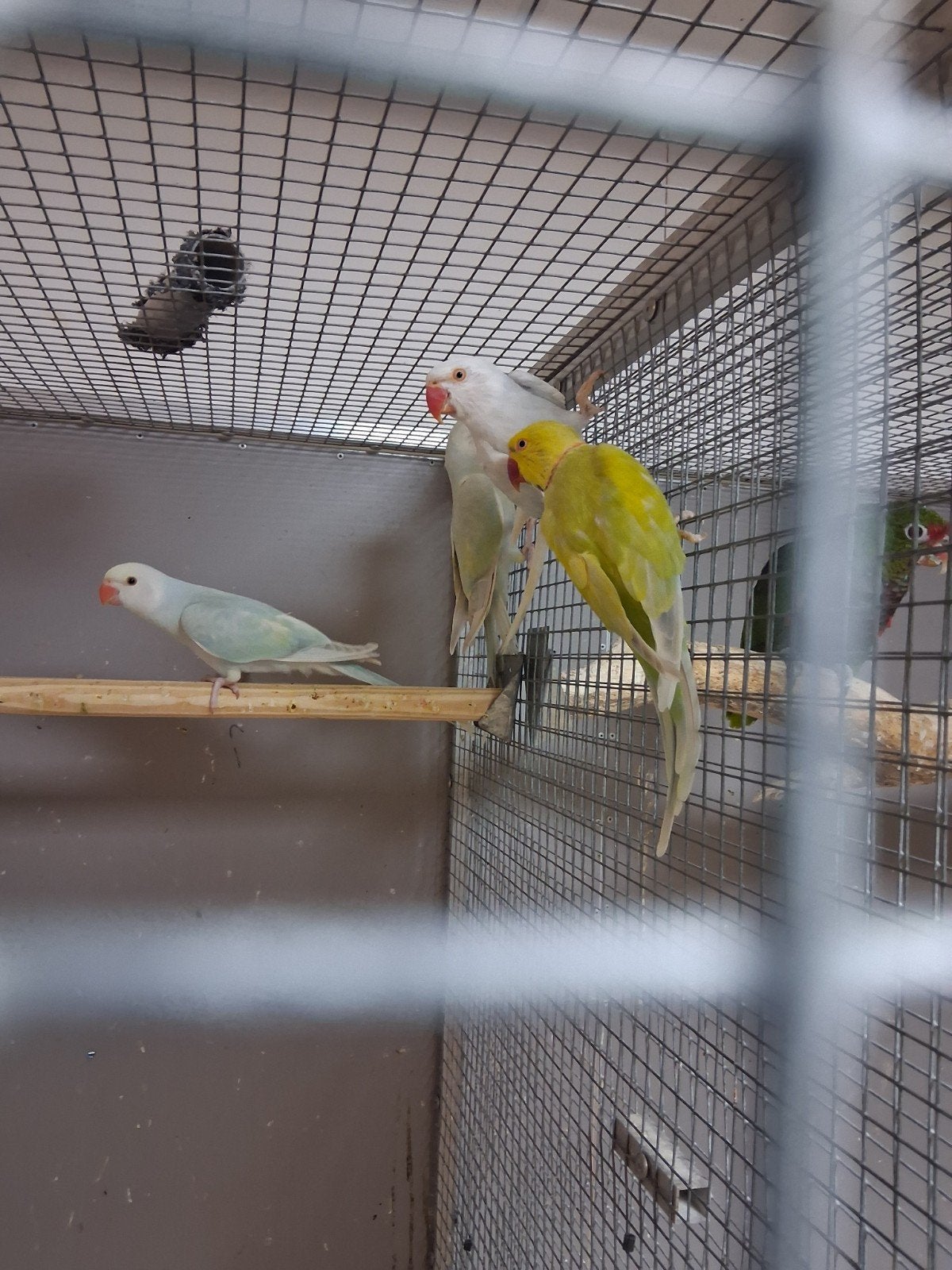 mooi koppel halsband parkieten met 2 jongen, Meerdere dieren, Parkiet