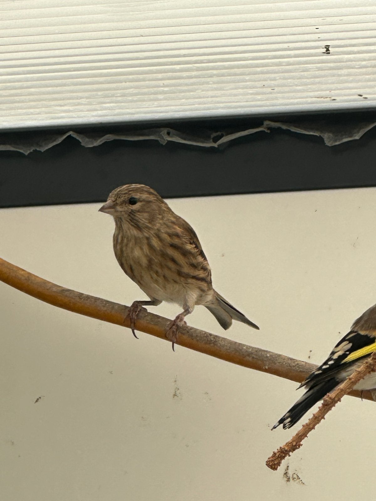 Bastaard kneu x kanarie, Geslacht onbekend, Wildzangvogel