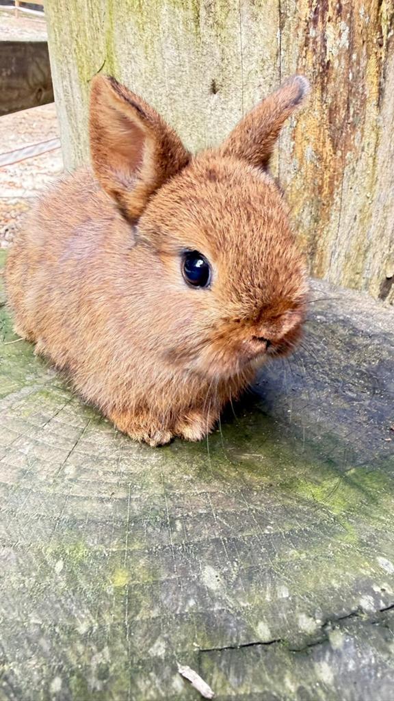 Prachtige half satijn en half kleurdwerg konijntjes te koop!, Dieren en Toebehoren, Meerdere dieren, Dwerg