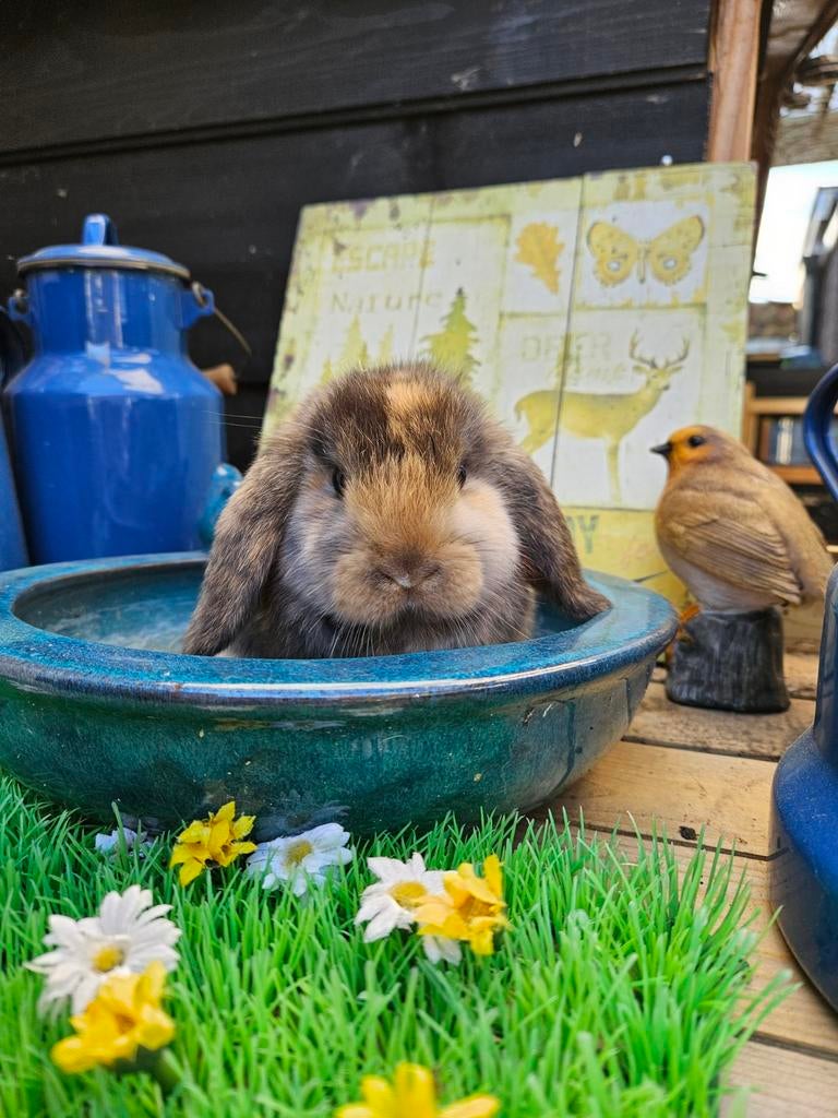 Super lieve minilops hangoor dwerg baby konijntjes, Dieren en Toebehoren, Konijnen, Meerdere dieren, Dwerg, Hangoor