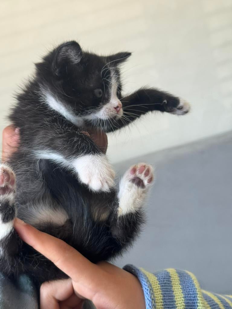 Handopfok kittens zoeken liefdevol thuis, Meerdere dieren, Ontwormd, 0 tot 2 jaar