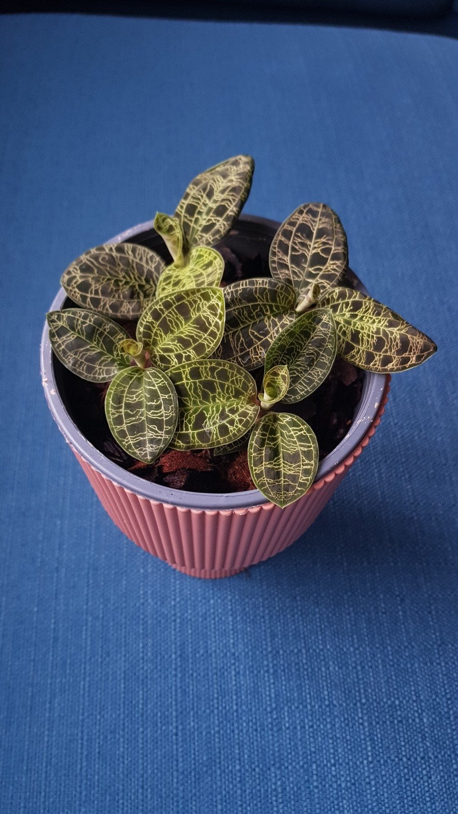 Jewel orchid macodes petola plantjes, Huis en Inrichting, Ophalen of Verzenden, Halfschaduw, Minder dan 100 cm