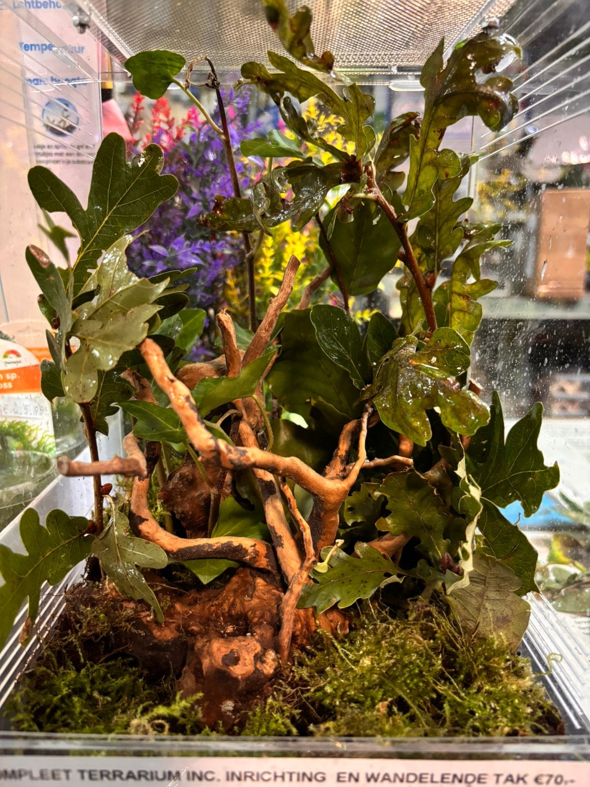 Terrarium met wandelende tak, Dieren en Toebehoren, Wandelende tak