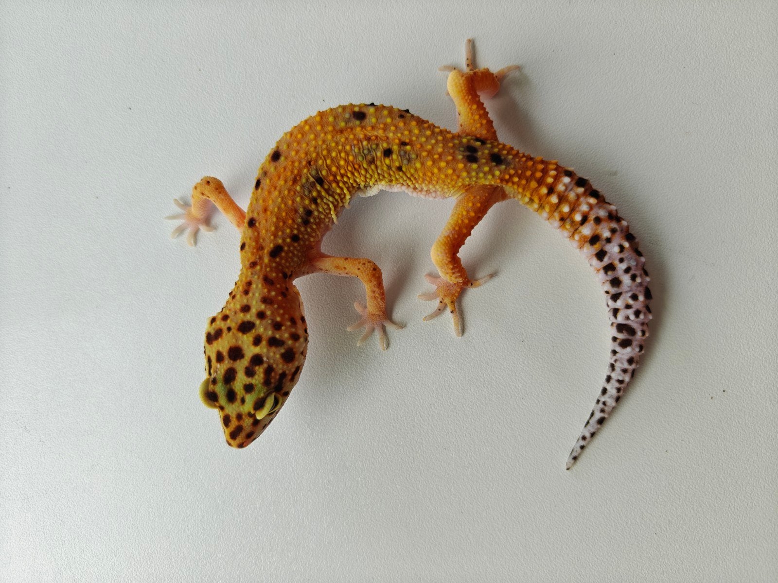 Oranje luipaardgekko vrouw te koop Leopard Gecko - female for sale from Julia Van der leur