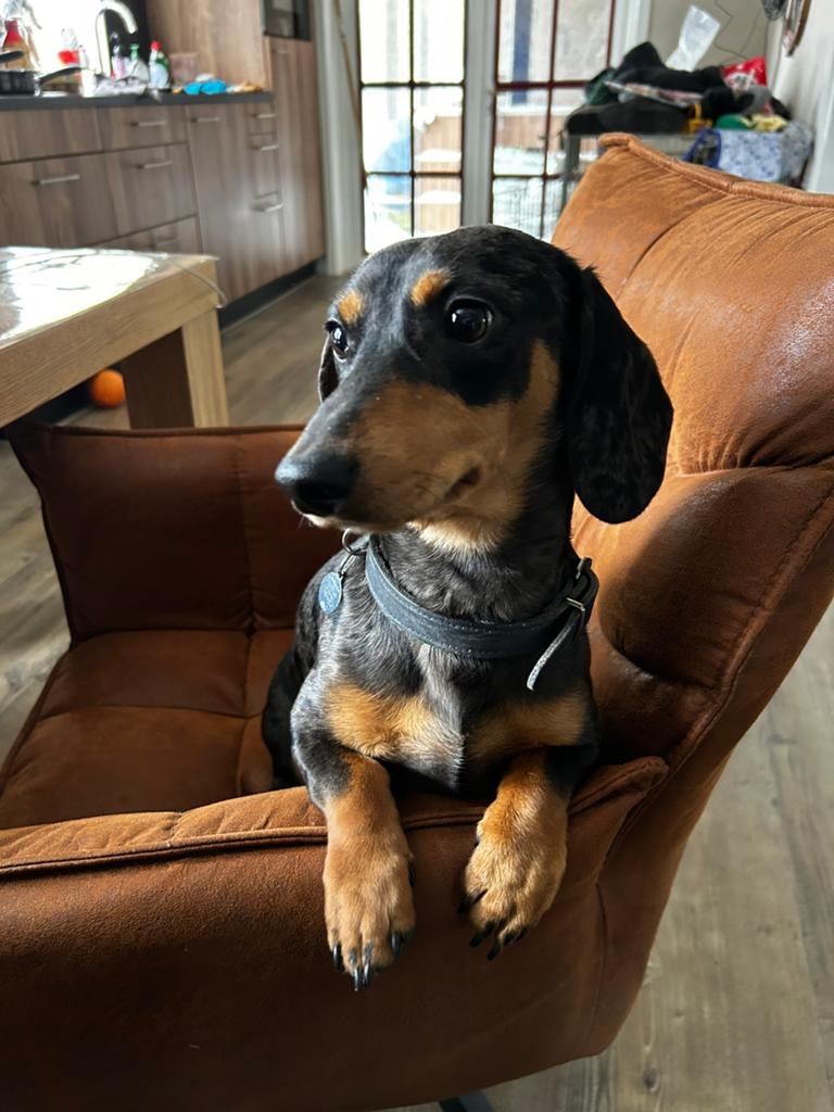 Dekreutje kaninchen teckel niet te koop, Reu, 1 tot 2 jaar, Parvo, Eén hond