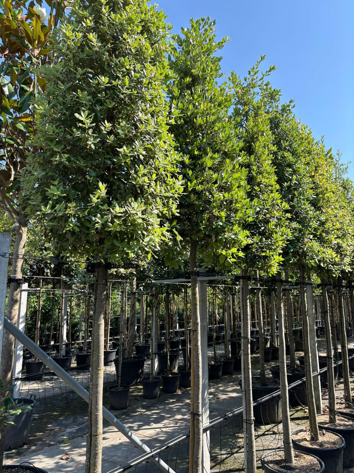 Quercus Ilex Cilindervorm (Steeneik), Ophalen of Verzenden, Zomer, Volle zon, Overige soorten