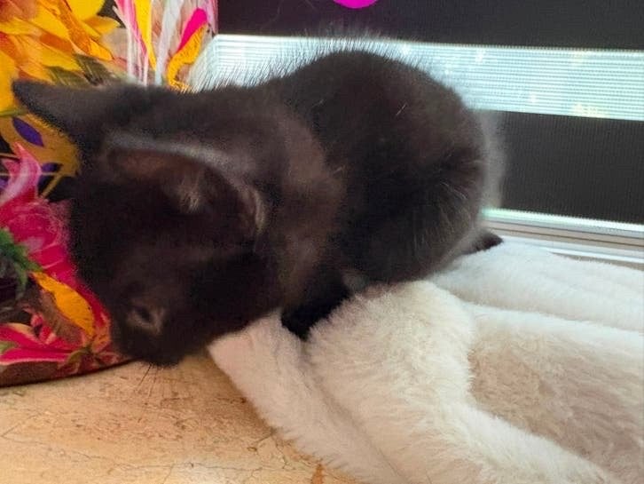 Lotje laaste vrouwtje kitten, Meerdere dieren