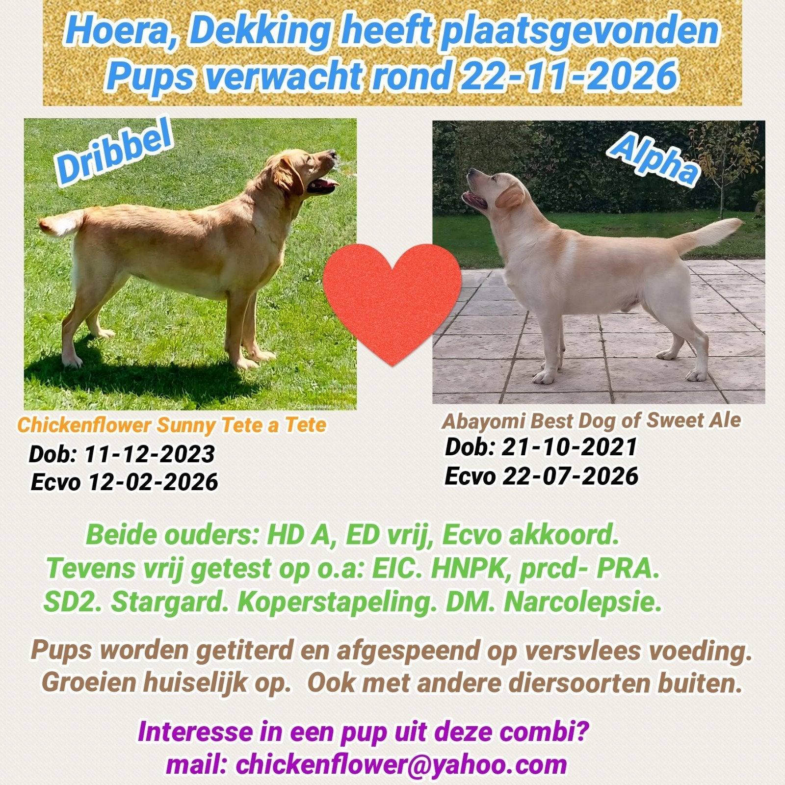 Dekking 2x Gele stamboom Labrador heeft plaats gevonden, Dieren en Toebehoren, CDV (hondenziekte), 8 tot 15 weken, Teef, Labrador retriever