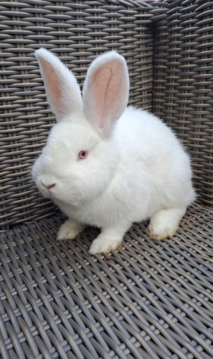 Witte nieuw zeelander, Dieren en Toebehoren, Konijnen, Mannelijk