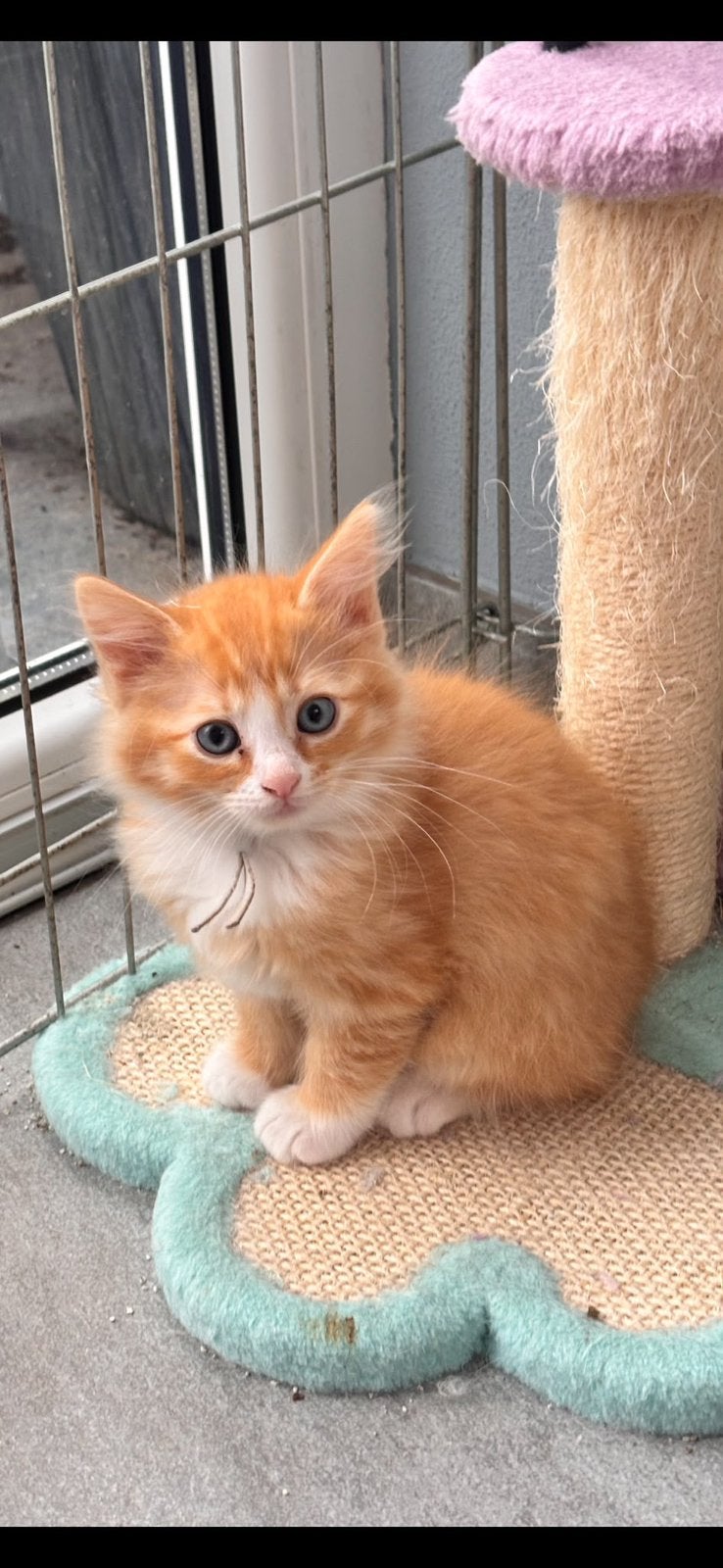 Maincoon/ragdoll (ragcoon ), Meerdere dieren