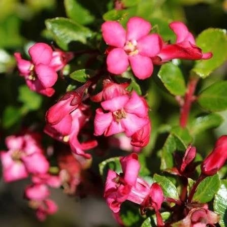 Escallonia red dream. prachtige sierheester P9 planten., Tuin en Terras, Overige soorten, Volle zon, Vaste plant, Ophalen of Verzenden