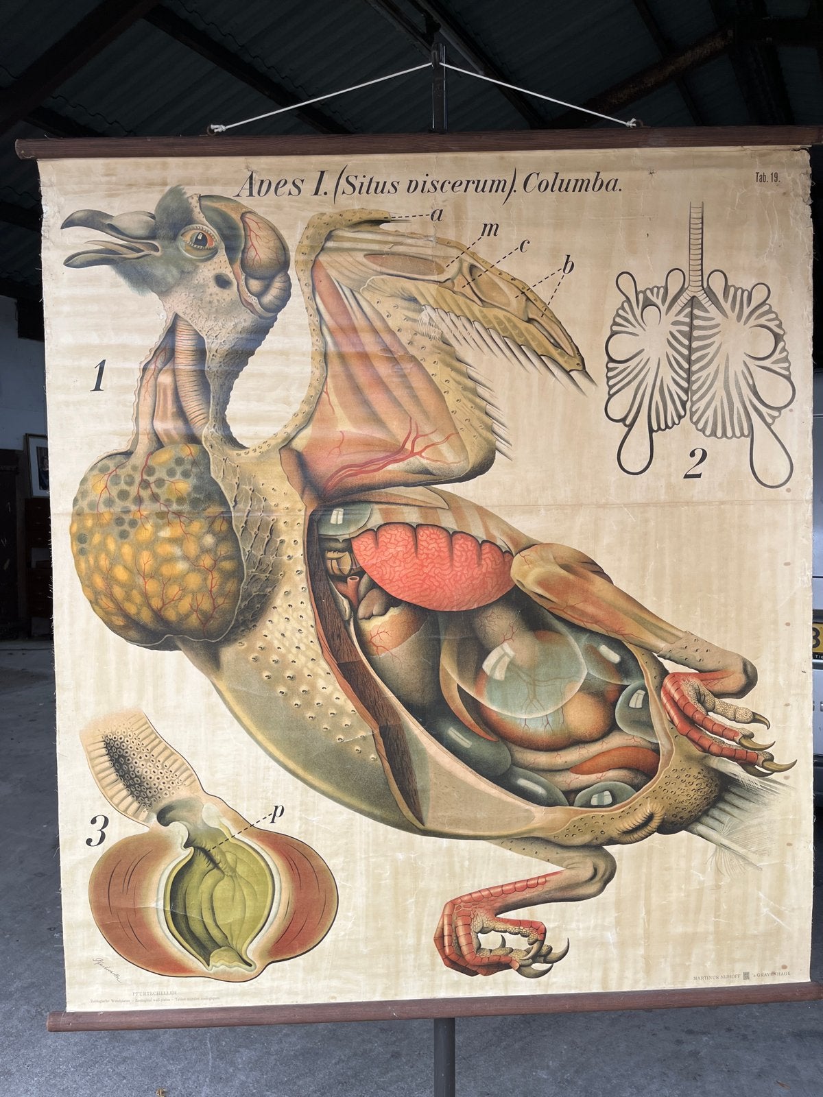 Vintage Anatomische Wandkaart Duif - Biologie Onderwijs, Ophalen, Natuur en Biologie