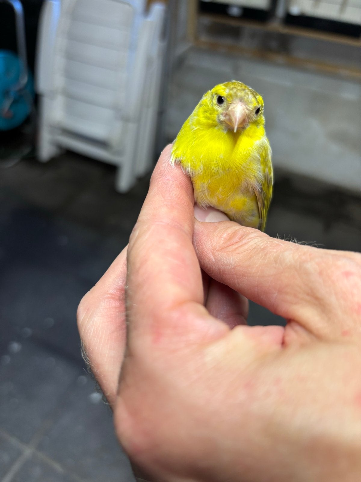 Europese sijs, man, isabel, 2024, Dieren en Toebehoren, Mannelijk, Wildzangvogel, Geringd
