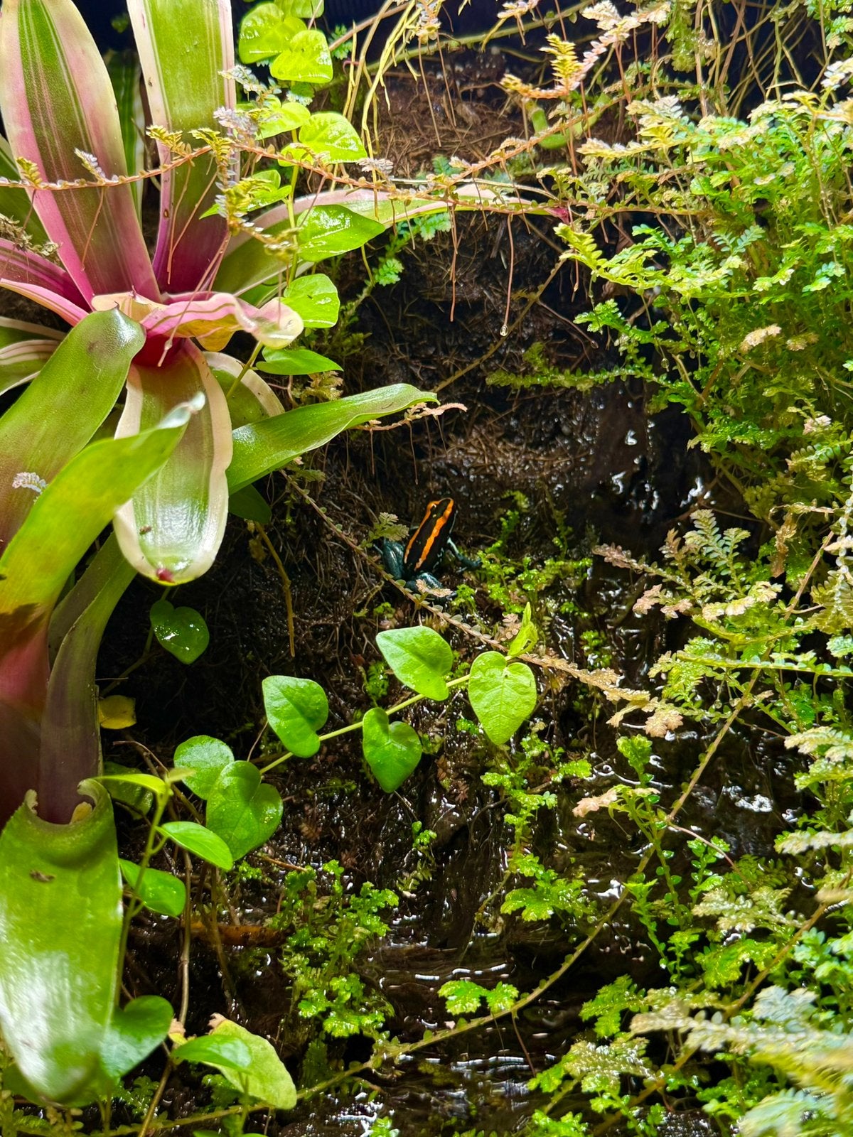 2.3 Phyllobates vittatus met of zonder terrarium, Dieren en Toebehoren, Amfibie, Met terrarium, 0 tot 2 jaar
