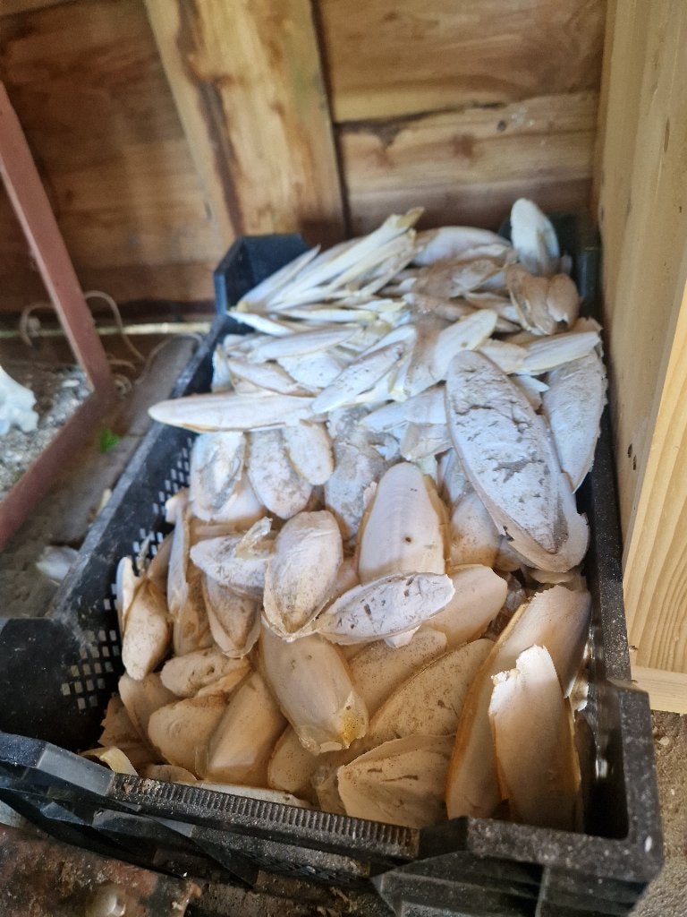 Zeeschuim, sepia, zeekat rugschild, Ophalen of Verzenden, Gebruikt, Eten en Drinken
