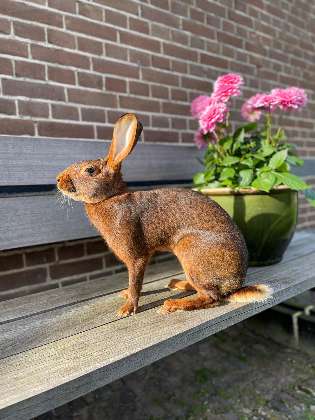 De mooiste belgische hazen, Dieren en Toebehoren, Konijnen, Meerdere dieren, Groot, 0 tot 2 jaar