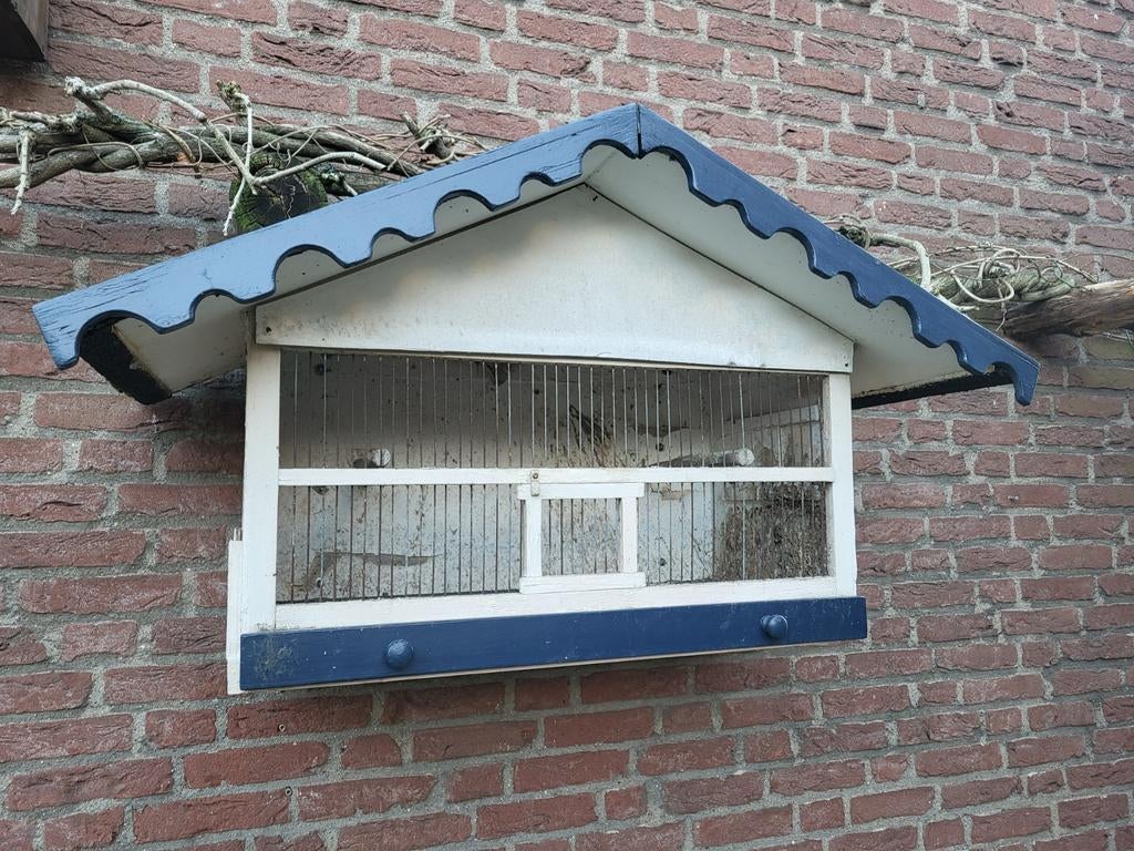 Lijsterkooi