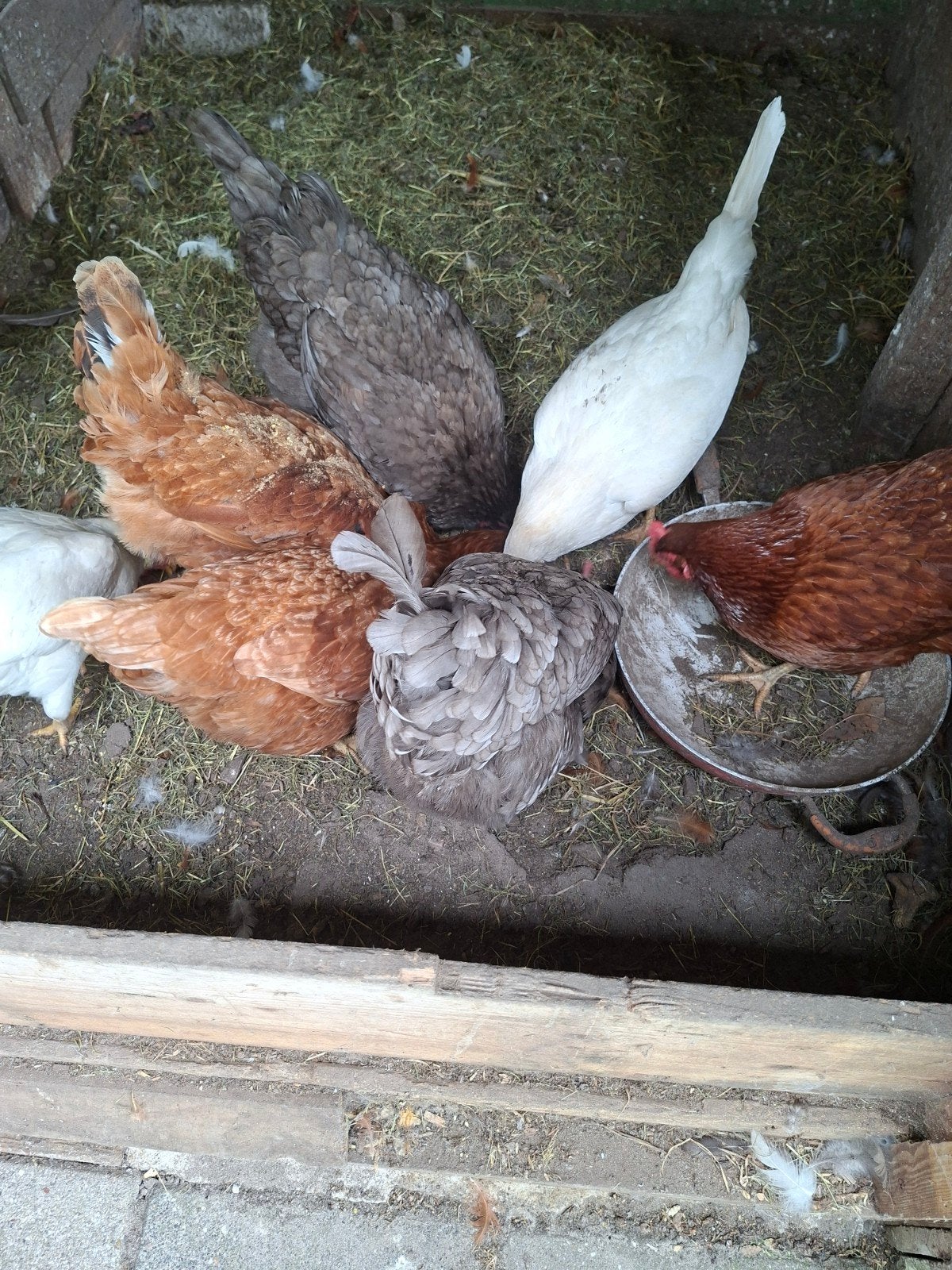7 kippen te koop voor €70, Dieren en Toebehoren, Vrouwelijk, Kropper
