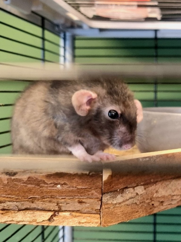 Twee tamme ratten + complete kooi GRATIS af te halen!, Dieren en Toebehoren, Knaagdieren, Meerdere dieren, Rat, September, Tam