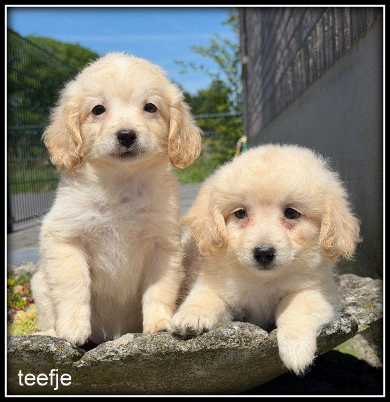 Boompoo pups. Boomer x poedel, Nederland, Parvo, Overige rassen, 8 tot 15 weken
