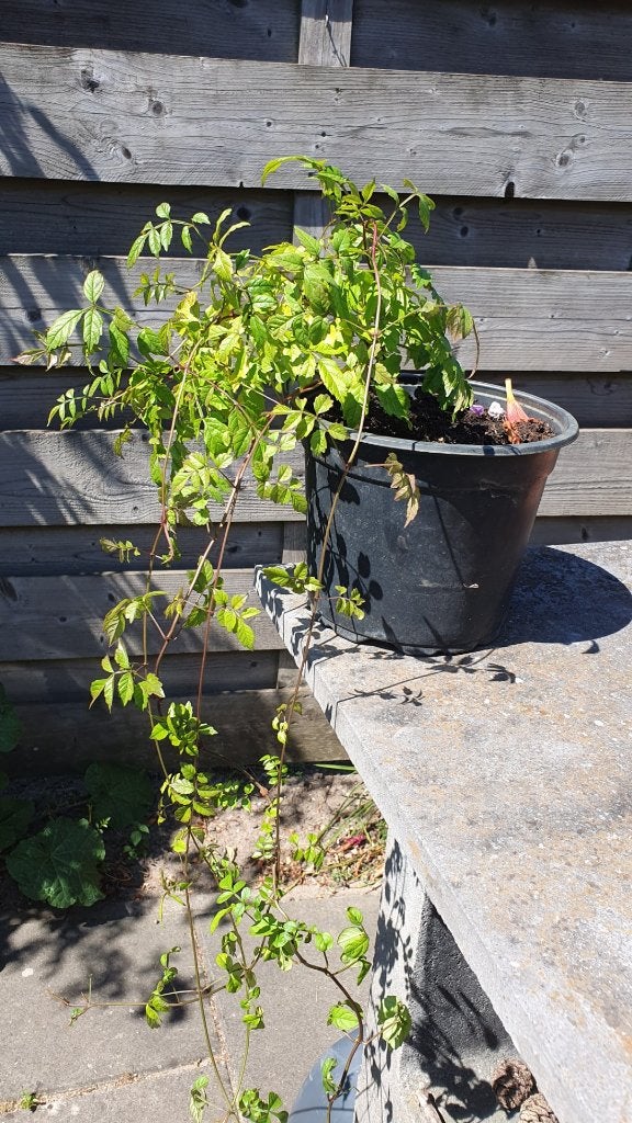 stek, Tuin en Terras, Planten | Tuinplanten, Ophalen, Overige soorten, Volle zon